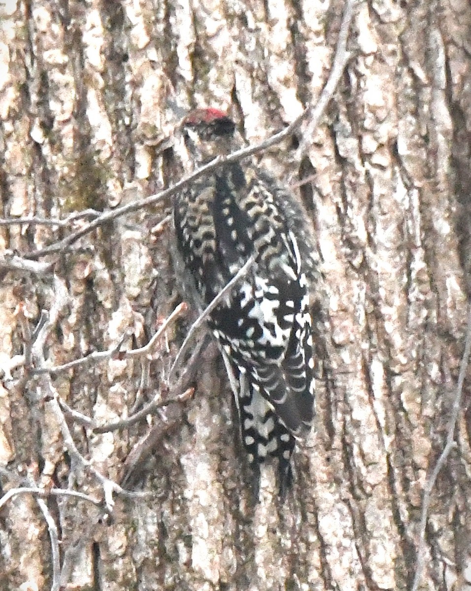 Yellow-bellied Sapsucker - ML647323175