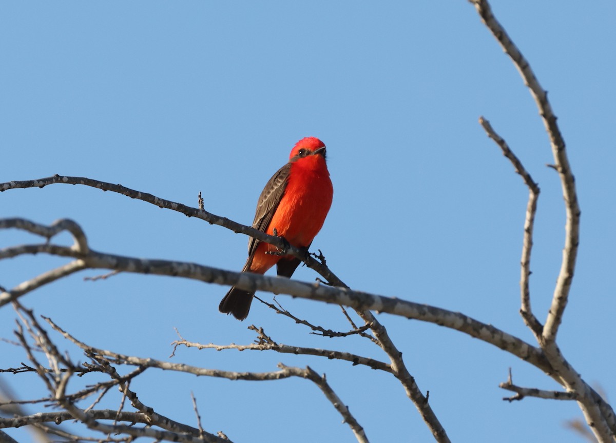 Vermilion Flycatcher - ML647323193