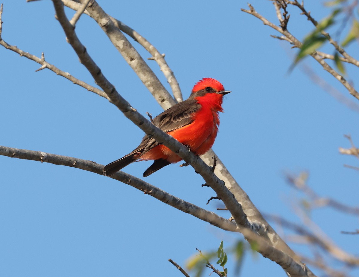 Vermilion Flycatcher - ML647323196