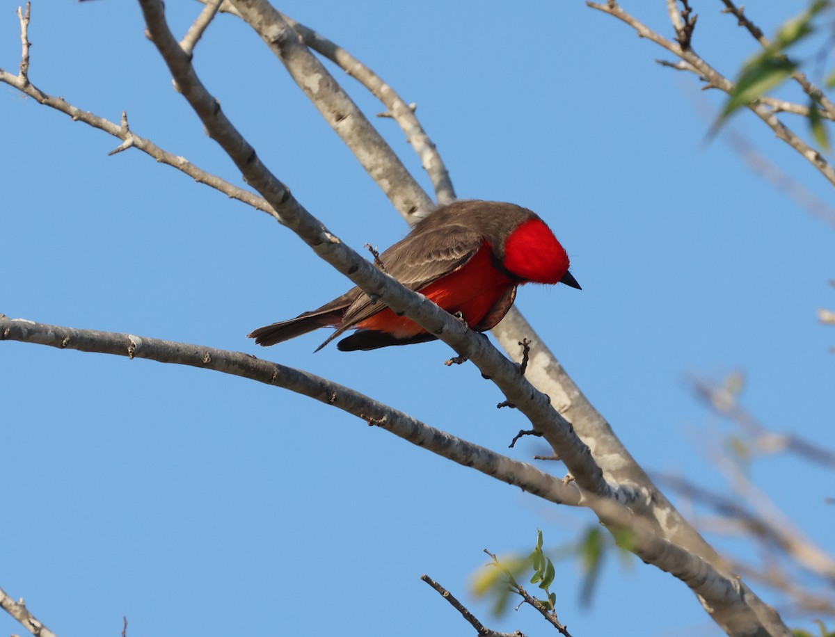 Vermilion Flycatcher - ML647323197