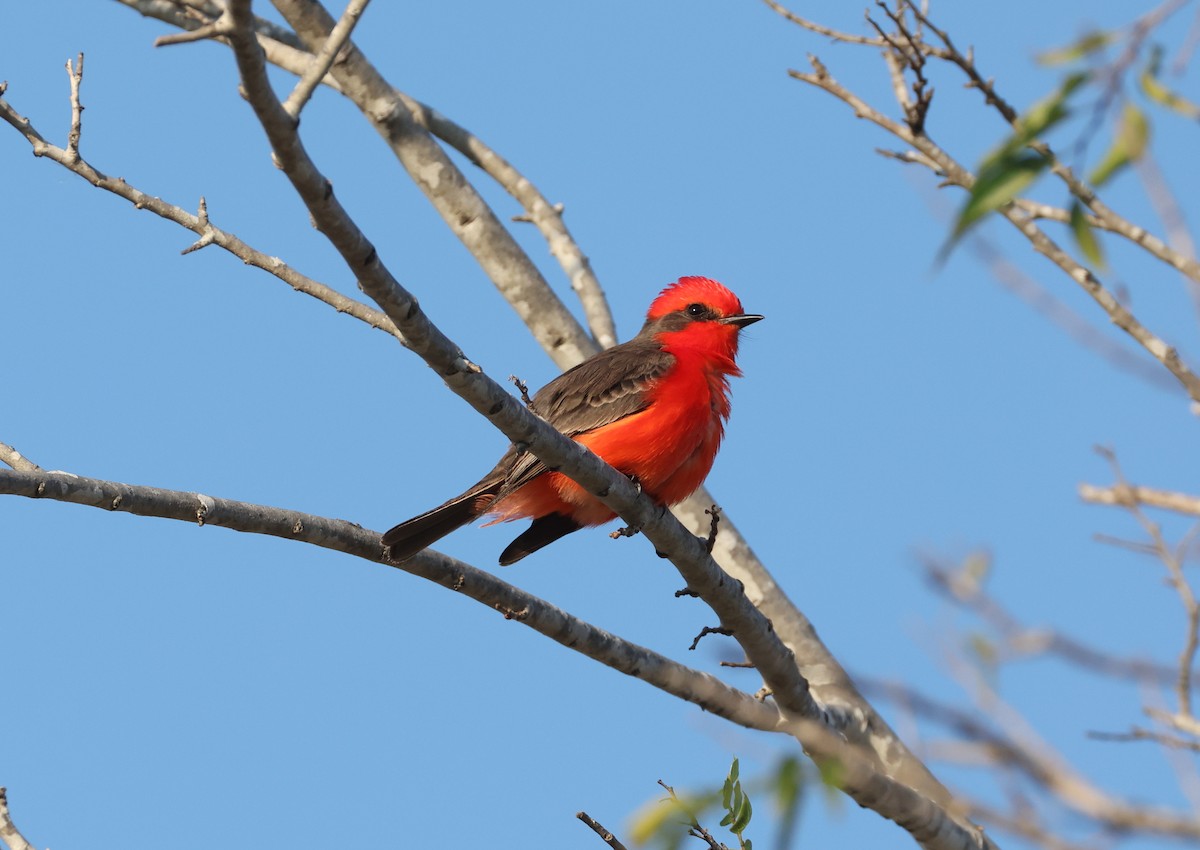 Vermilion Flycatcher - ML647323198