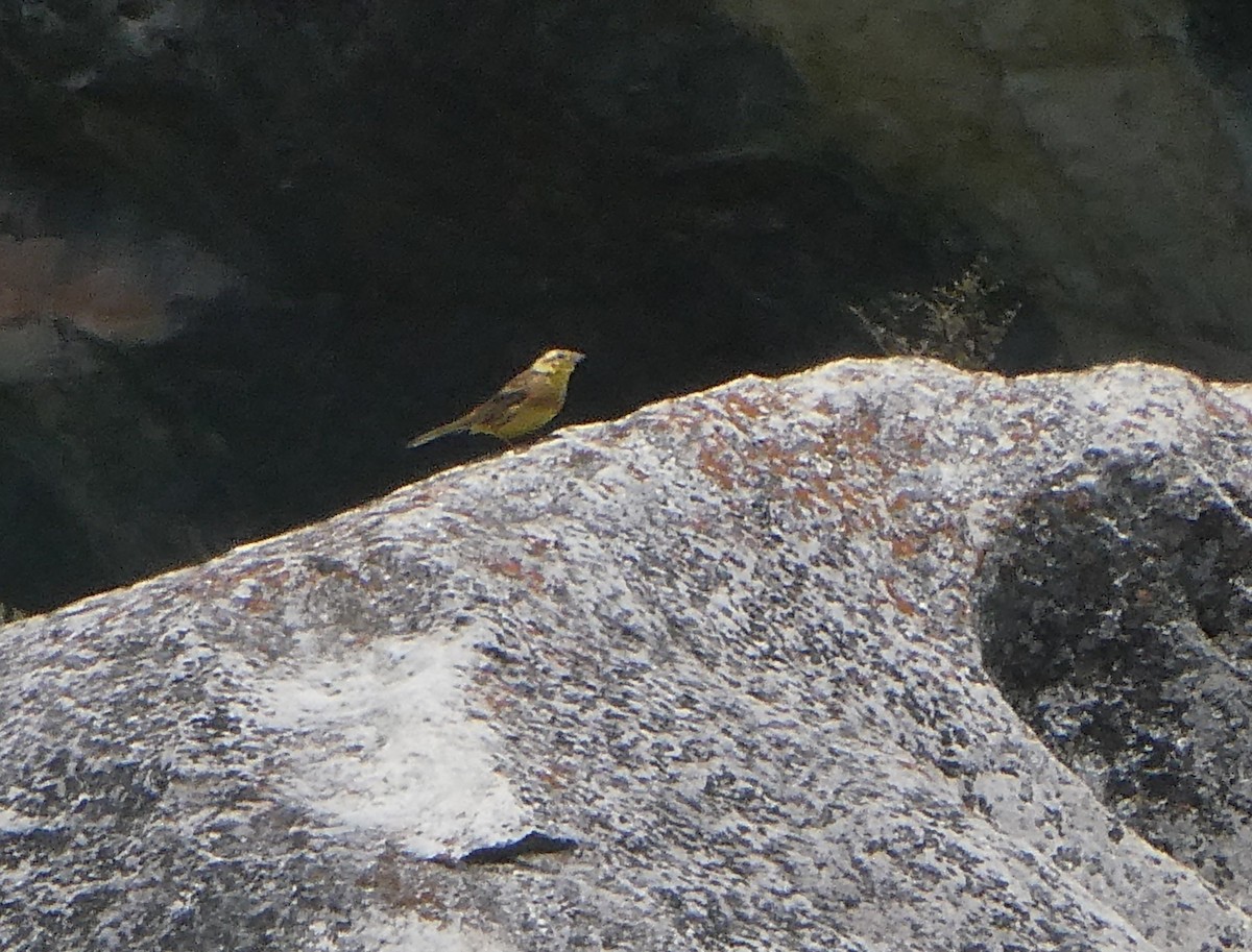 Zigolo giallo - ML647323202