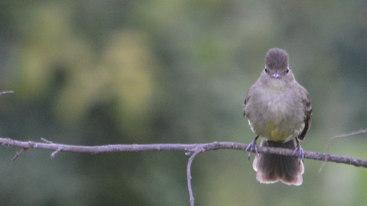 Highland Elaenia - ML647323204