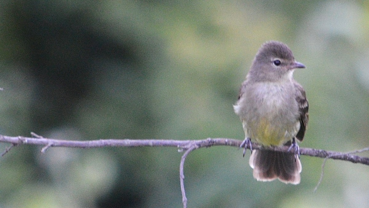 Highland Elaenia - ML647323205