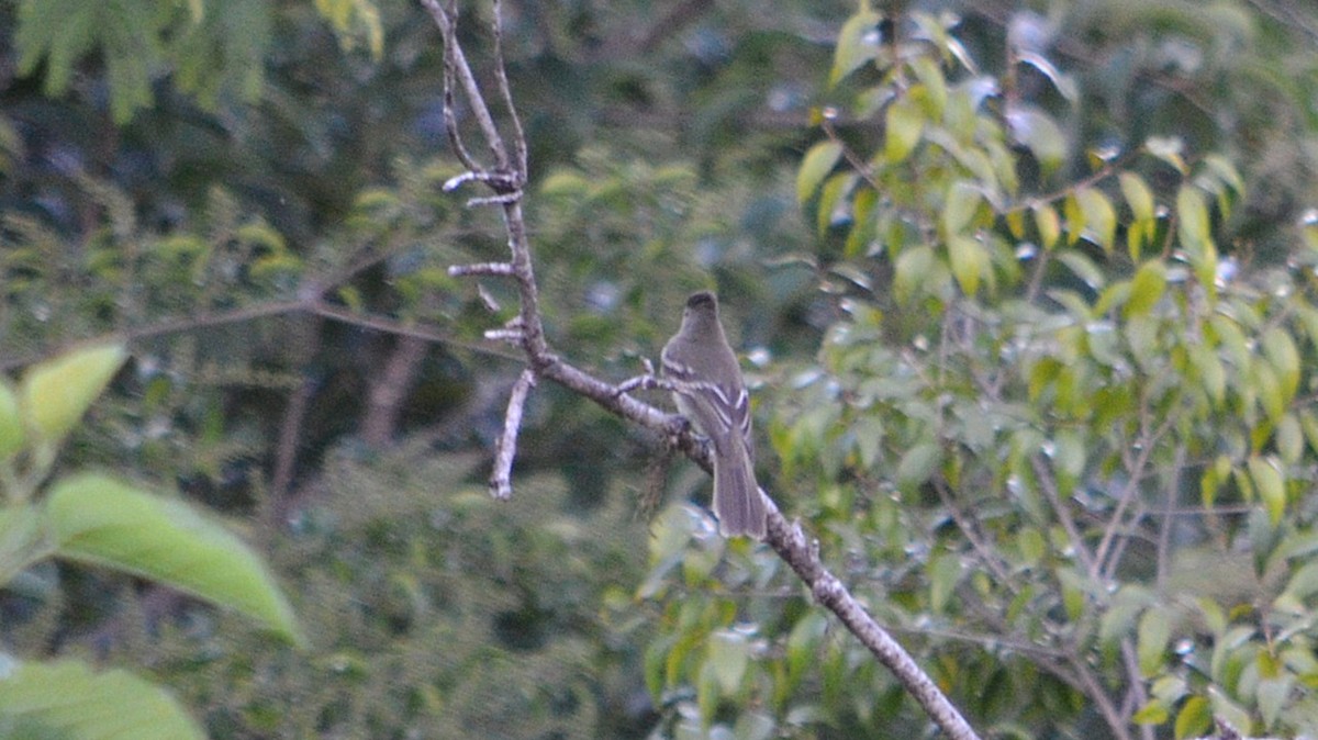 Highland Elaenia - ML647323206