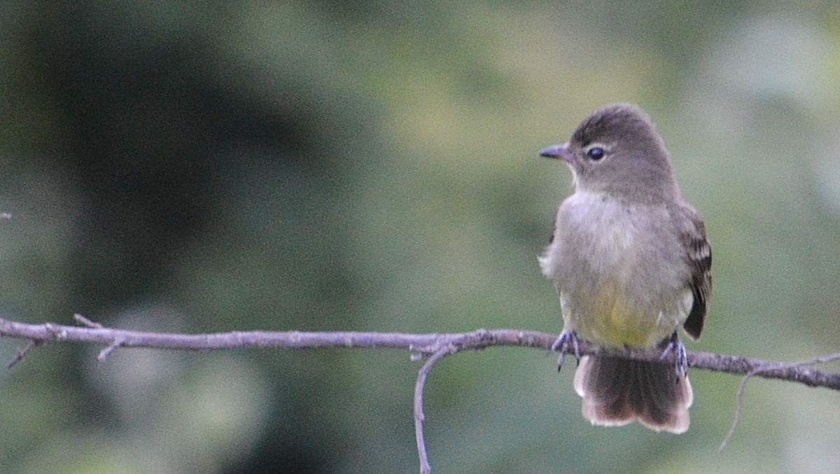 Highland Elaenia - ML647323207