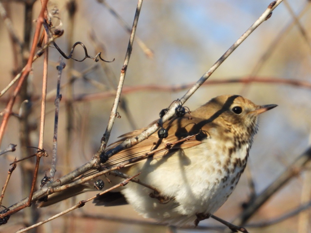 Hermit Thrush - ML647323217