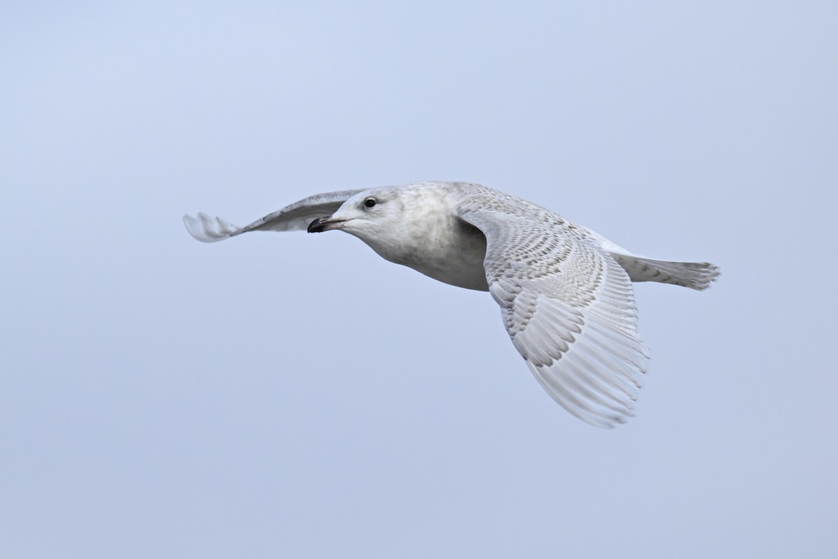 Iceland Gull - ML647323219