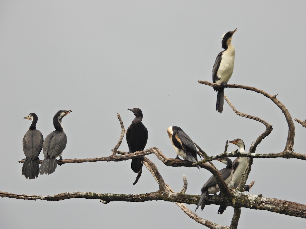 Little Pied Cormorant - ML647323221