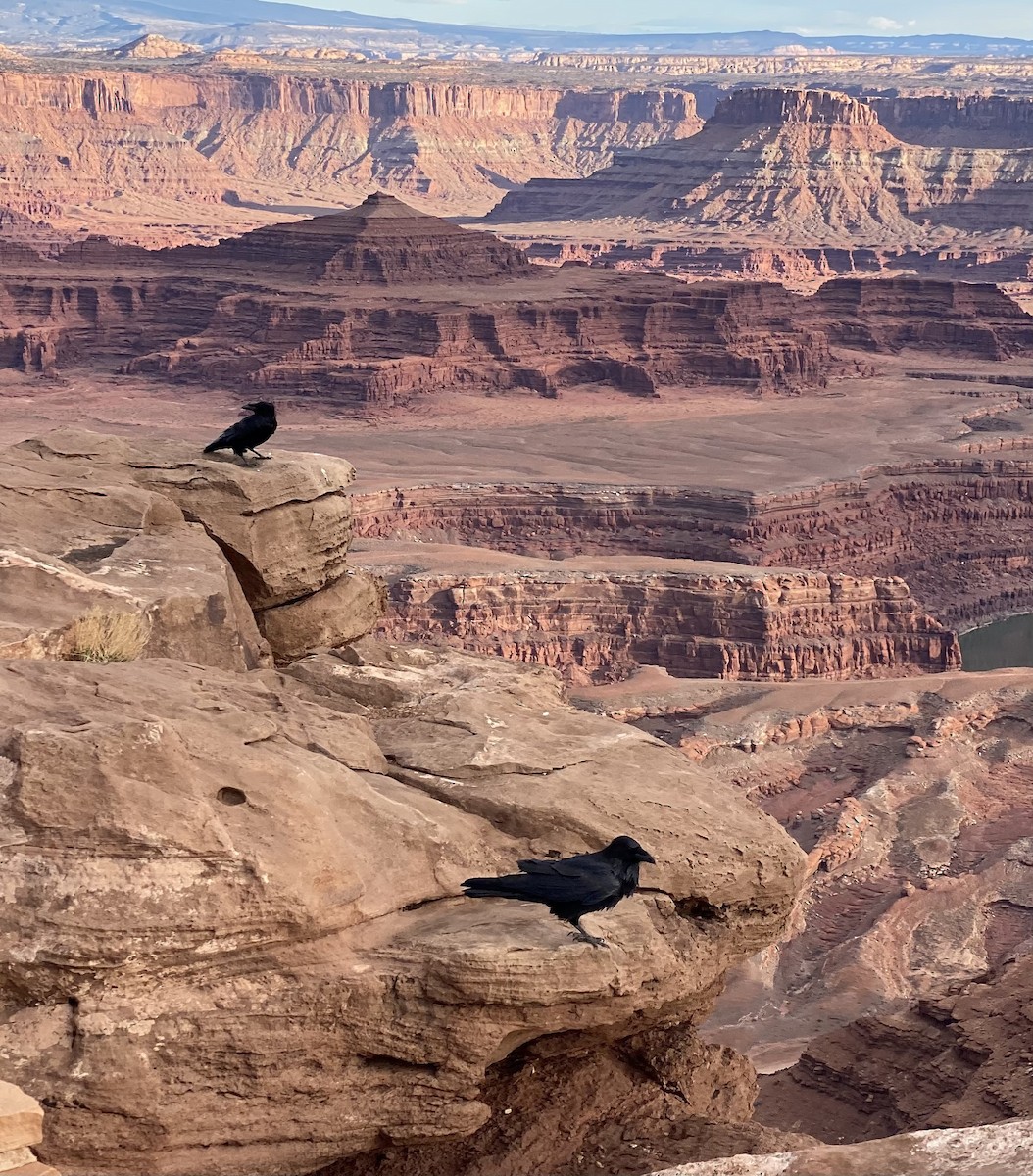 Common Raven - ML647323222