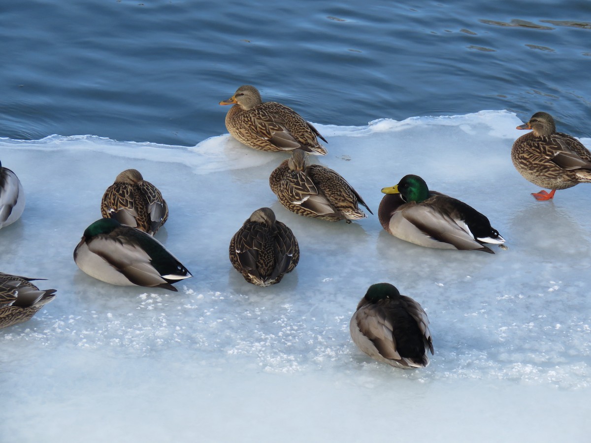 綠頭鴨 - ML647323226