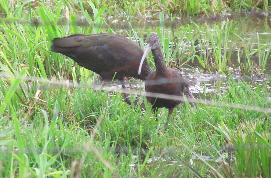 White-faced Ibis - ML647323227