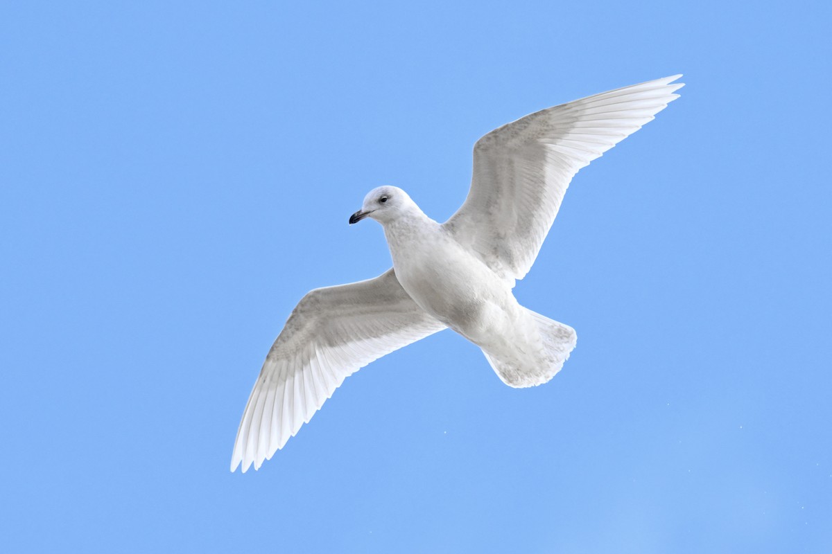 Iceland Gull - ML647323229