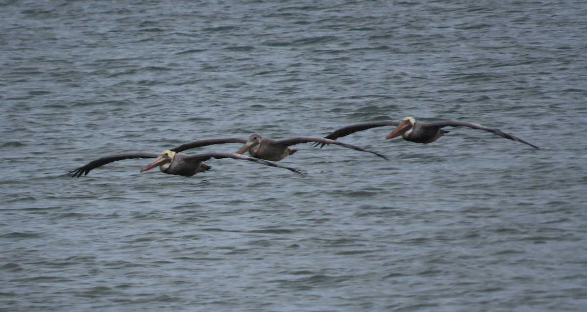 Brown Pelican - ML647323230