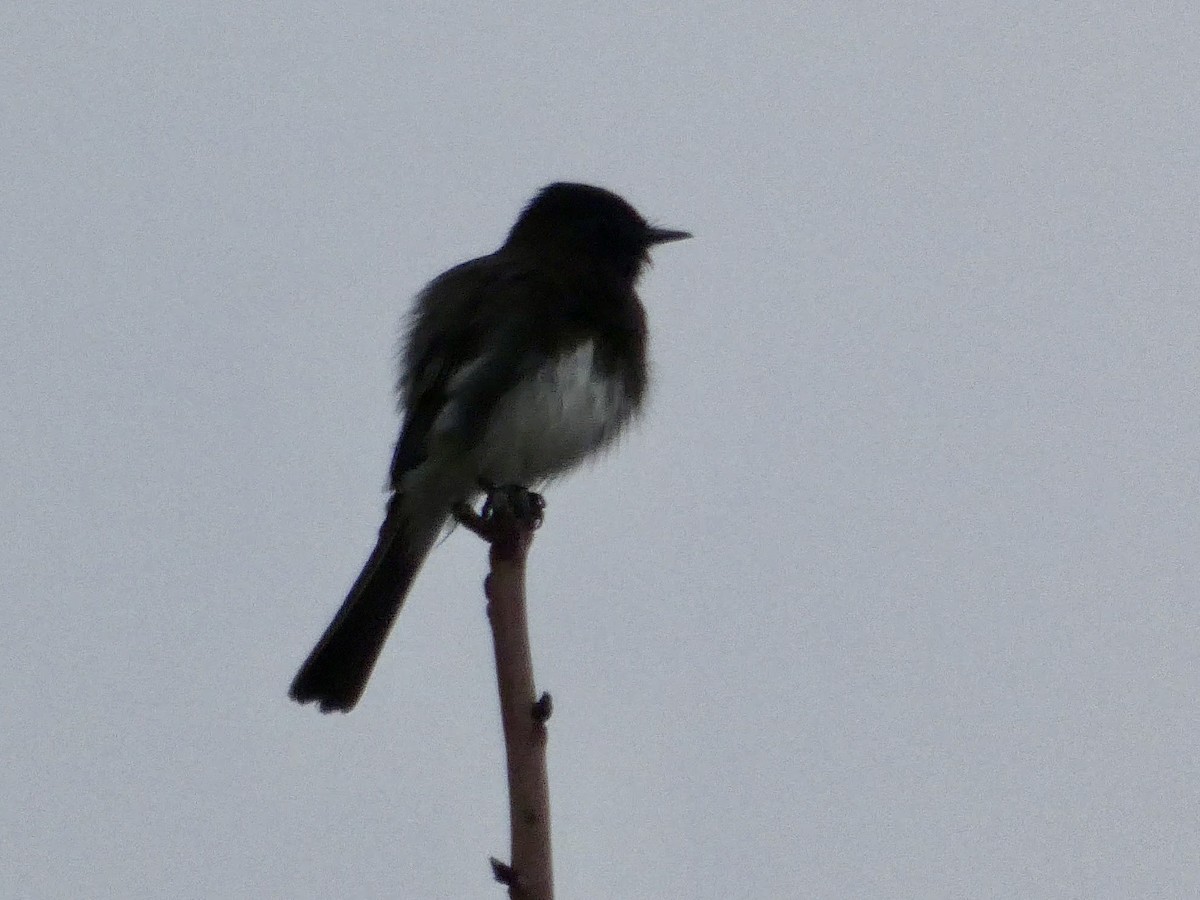 Black Phoebe - ML647323231