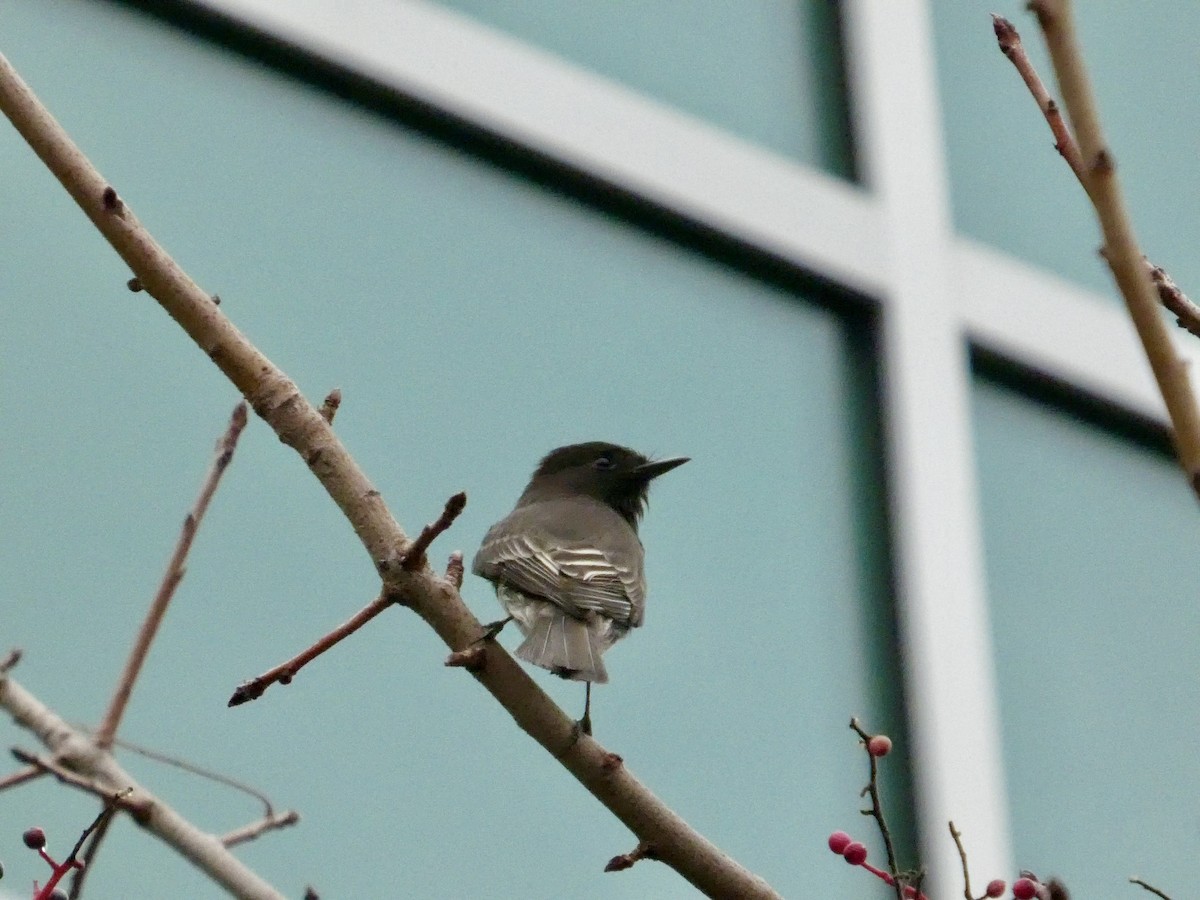 Black Phoebe - ML647323233