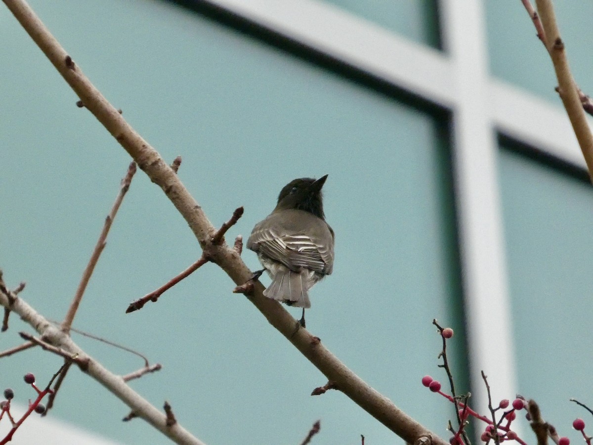 Black Phoebe - ML647323234