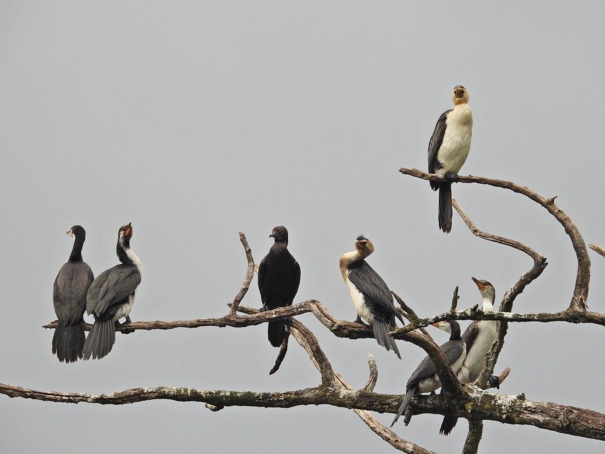 Little Pied Cormorant - ML647323235