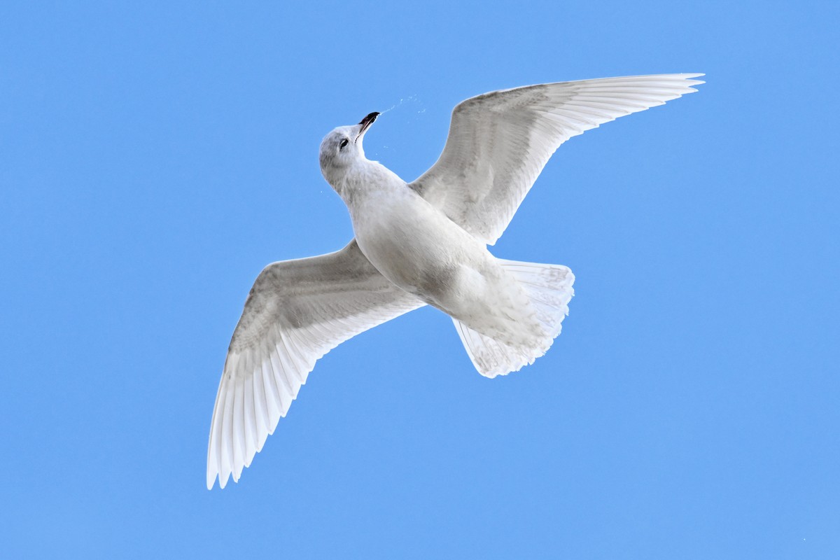 Iceland Gull - ML647323236