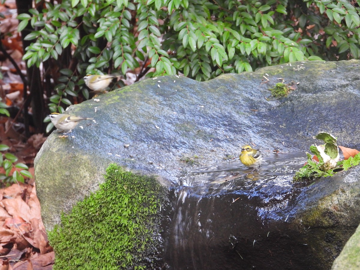Townsend's Warbler - ML647323239