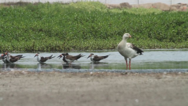 husice andská - ML647323242