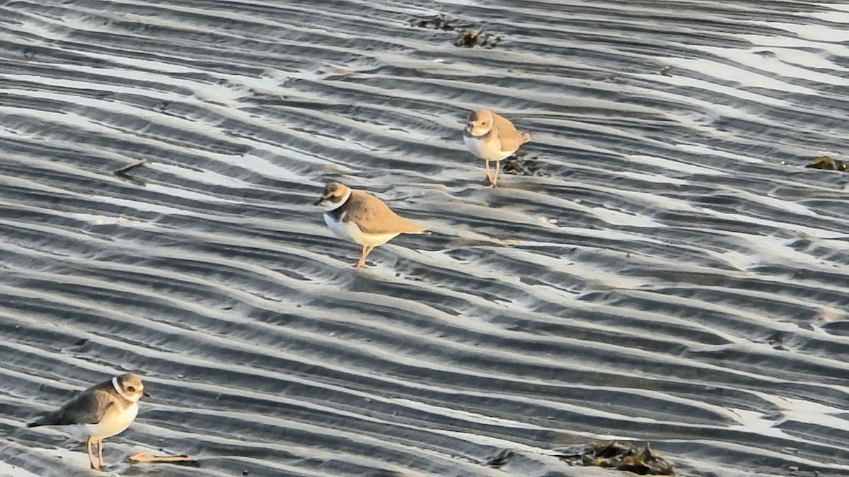 ミズカキチドリ - ML647323243