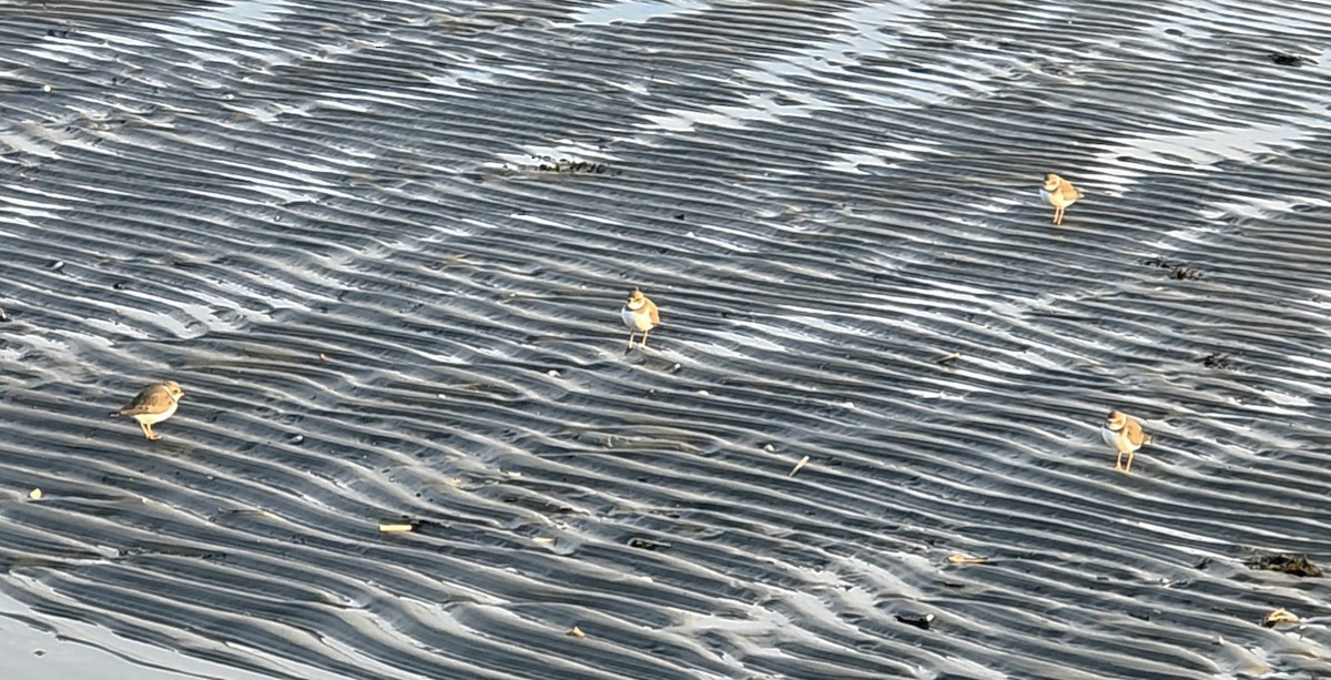 ミズカキチドリ - ML647323244