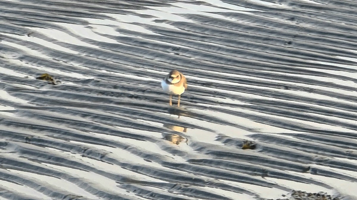 ミズカキチドリ - ML647323245