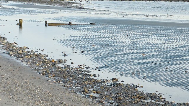 ミズカキチドリ - ML647323246