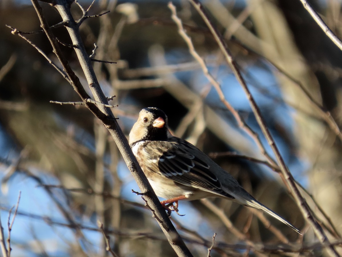 Harris's Sparrow - ML647323247