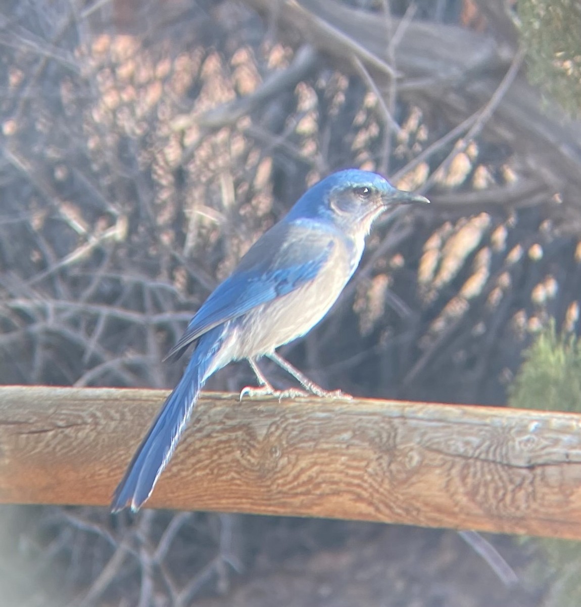 Woodhouse's Scrub-Jay - ML647323250
