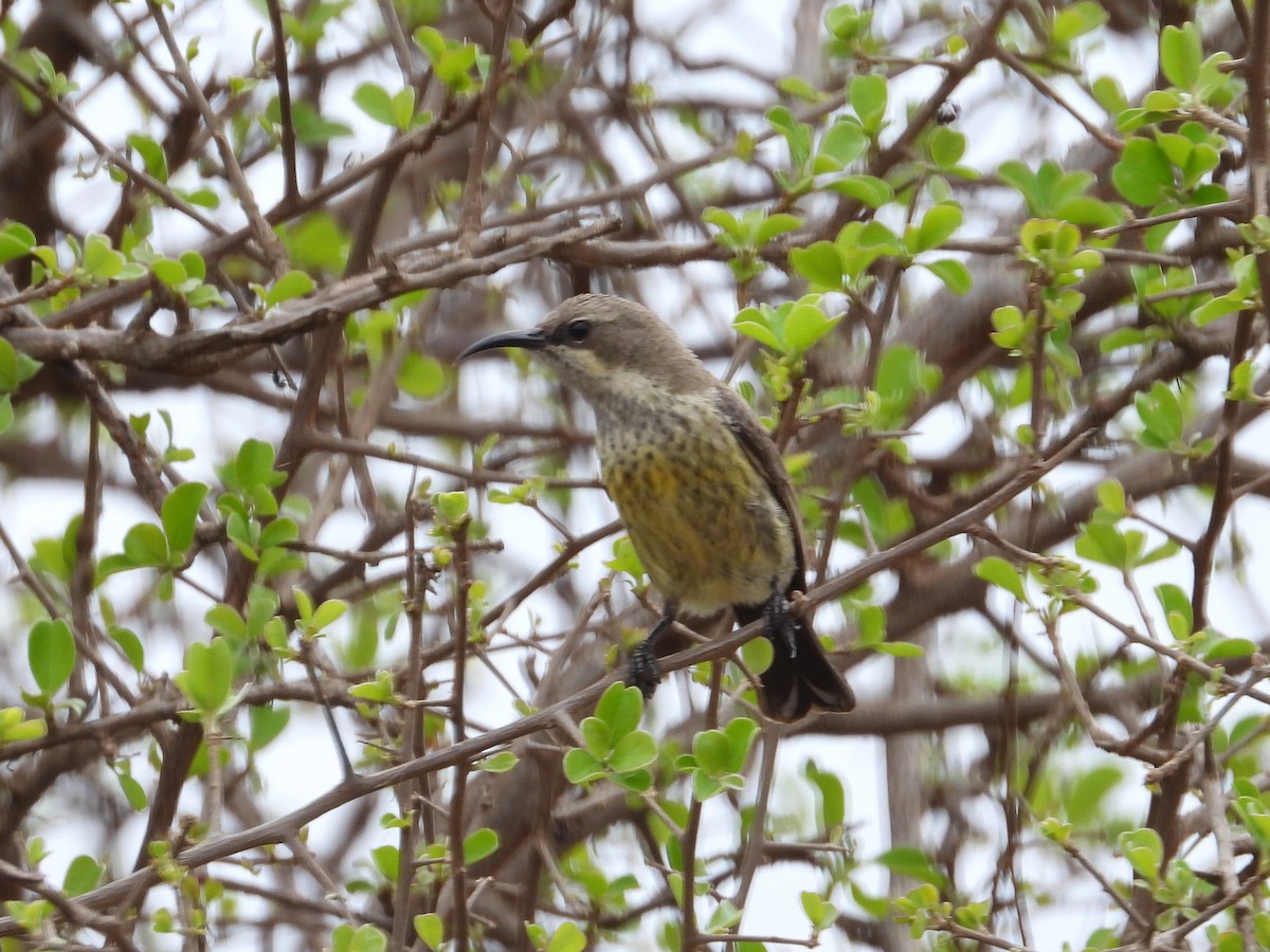 Marico Sunbird - ML647323251