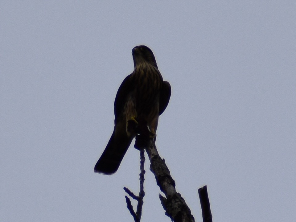 灰背隼 - ML647323252