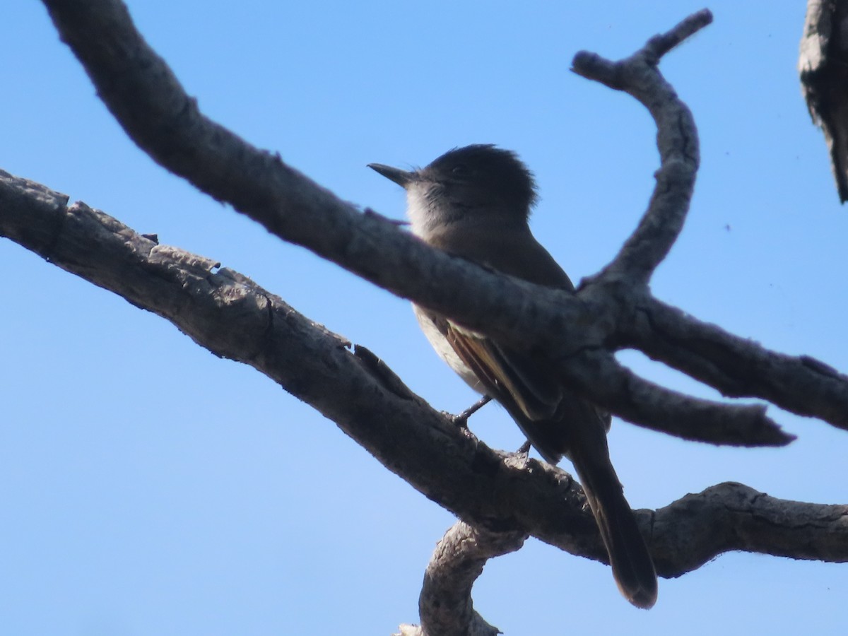 Merlin - ML647323255