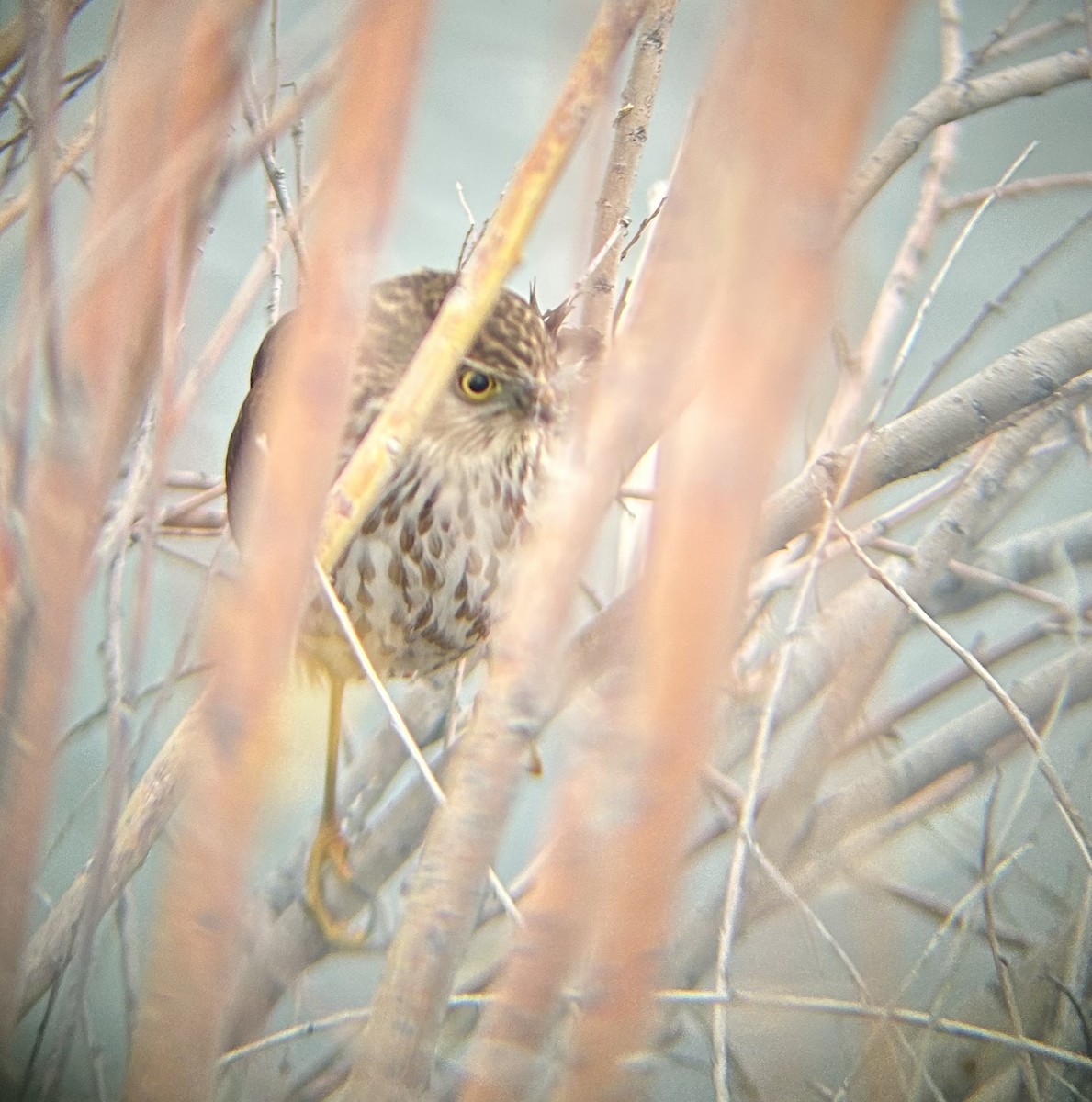 Sharp-shinned Hawk - ML647323266