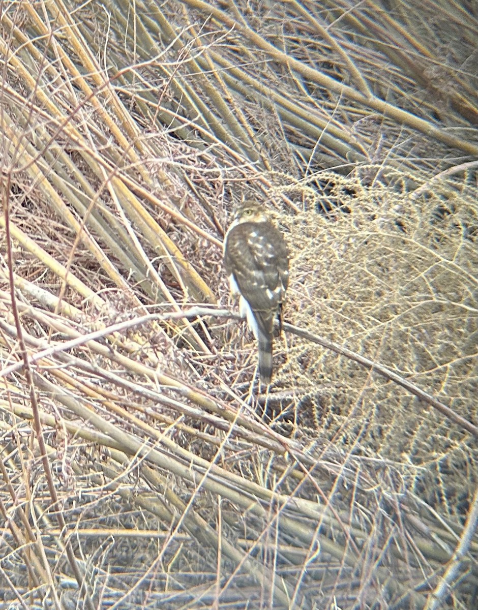 Sharp-shinned Hawk - ML647323267