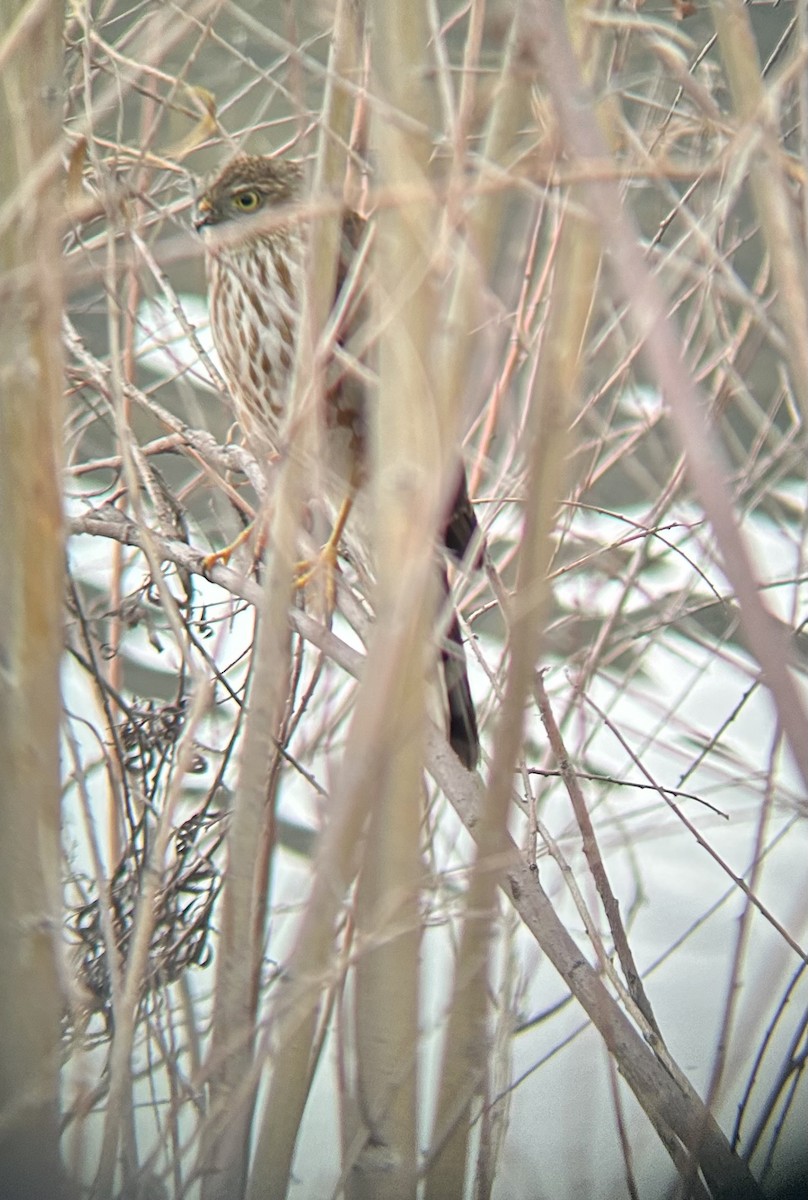 Sharp-shinned Hawk - ML647323268