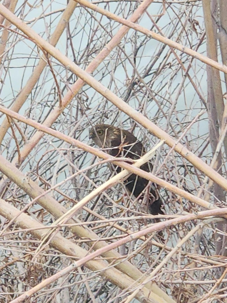 Sharp-shinned Hawk - ML647323269