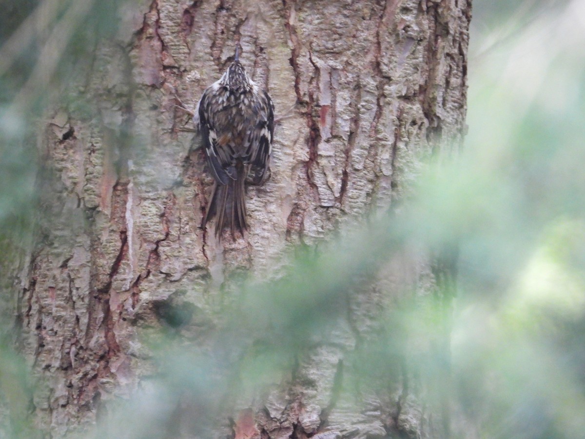 Brown Creeper - ML647323276