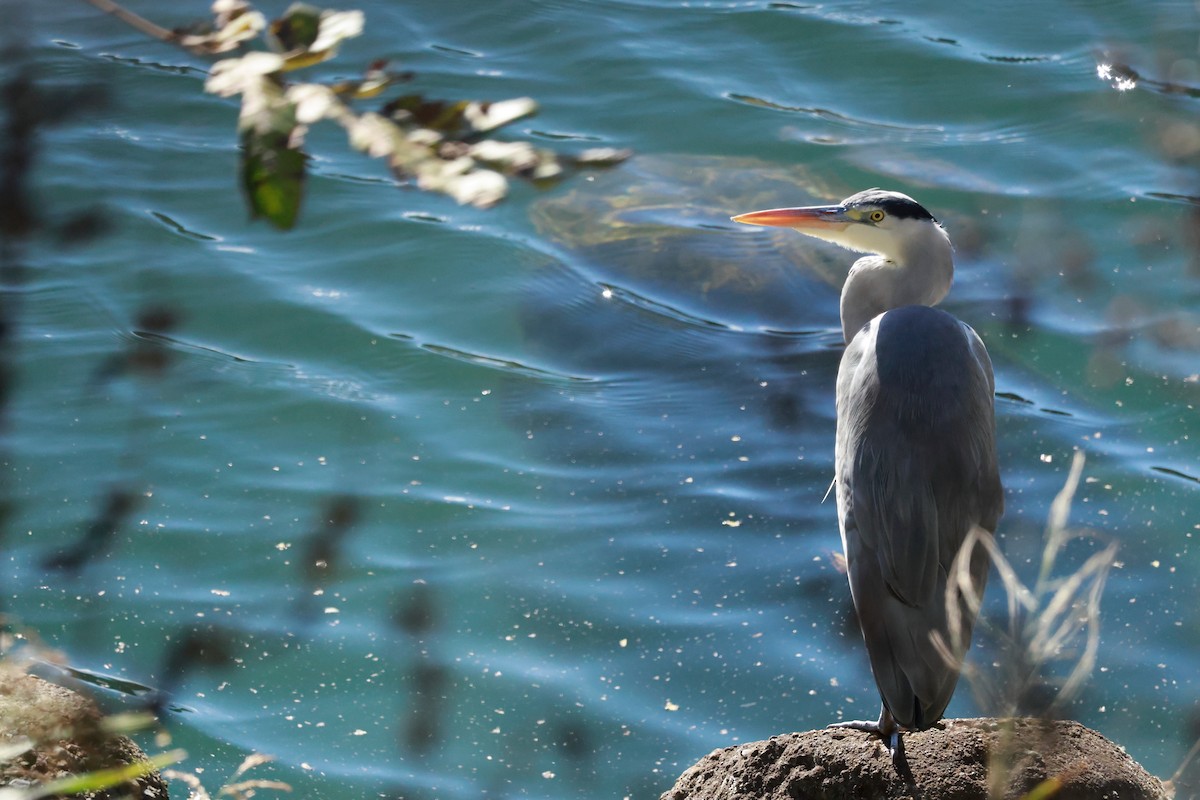 Gray Heron - ML647323277