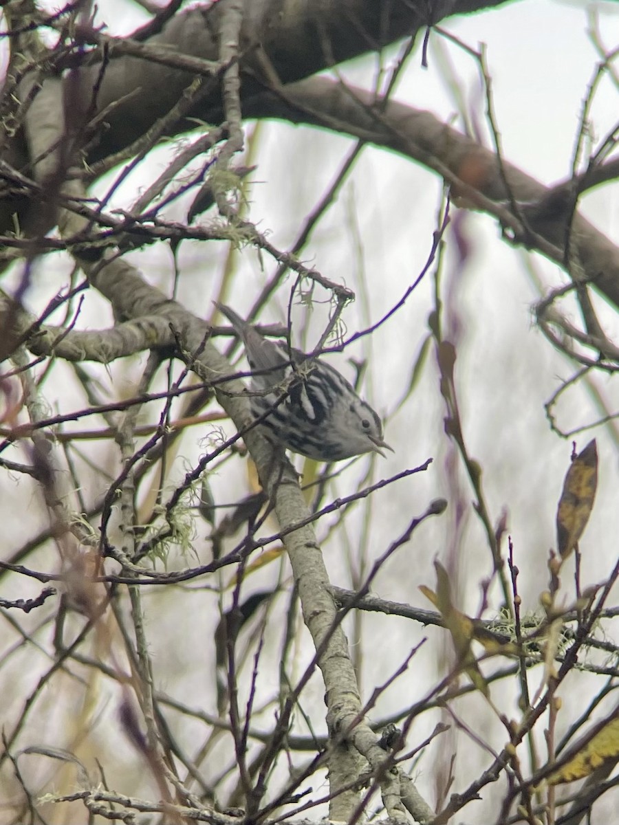 Black-and-white Warbler - ML647323282