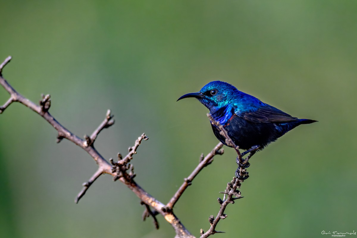Purple Sunbird - ML647323291