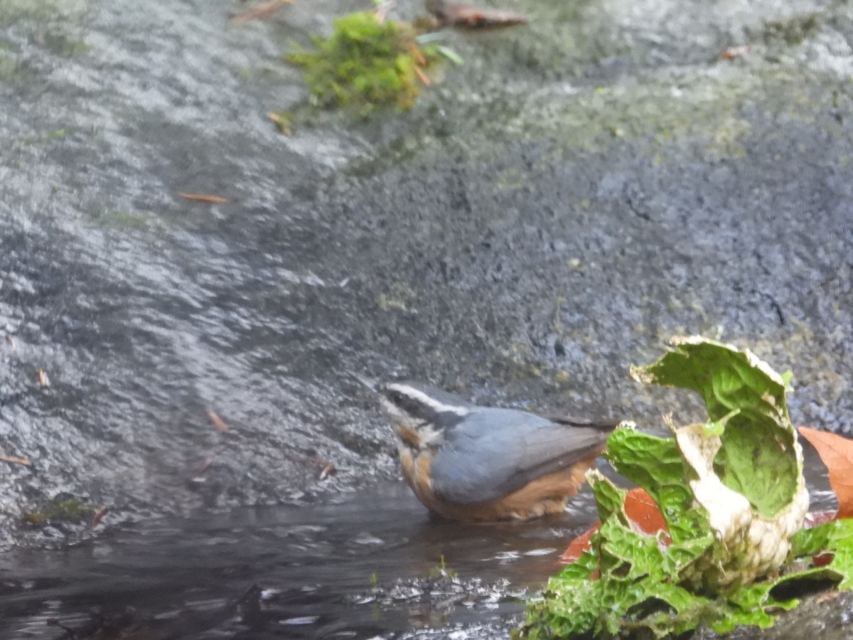 Red-breasted Nuthatch - ML647323293