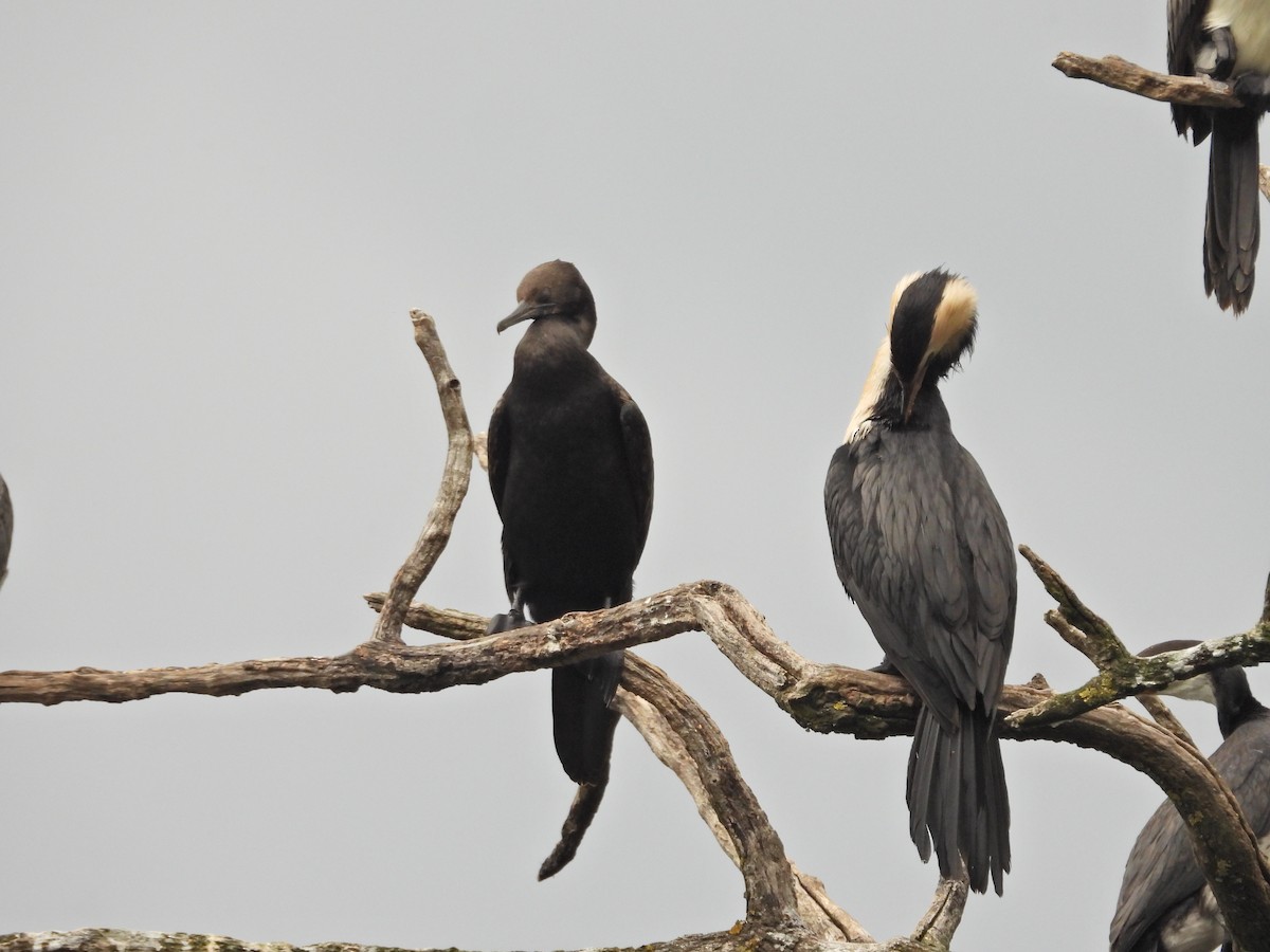 Little Pied Cormorant - ML647323296