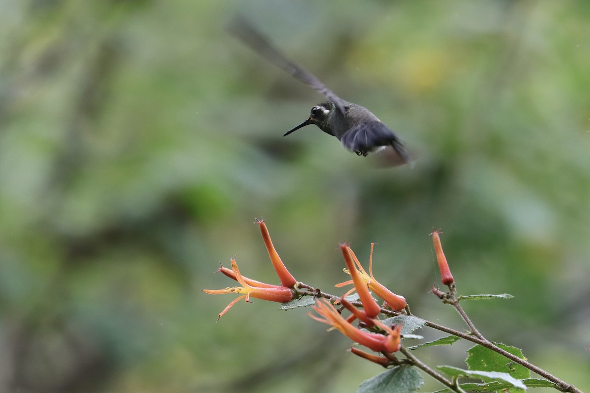 Amethyst-throated Mountain-gem - ML647323297