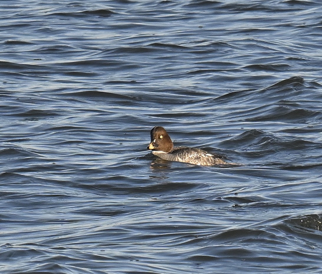 Common Goldeneye - ML647323299