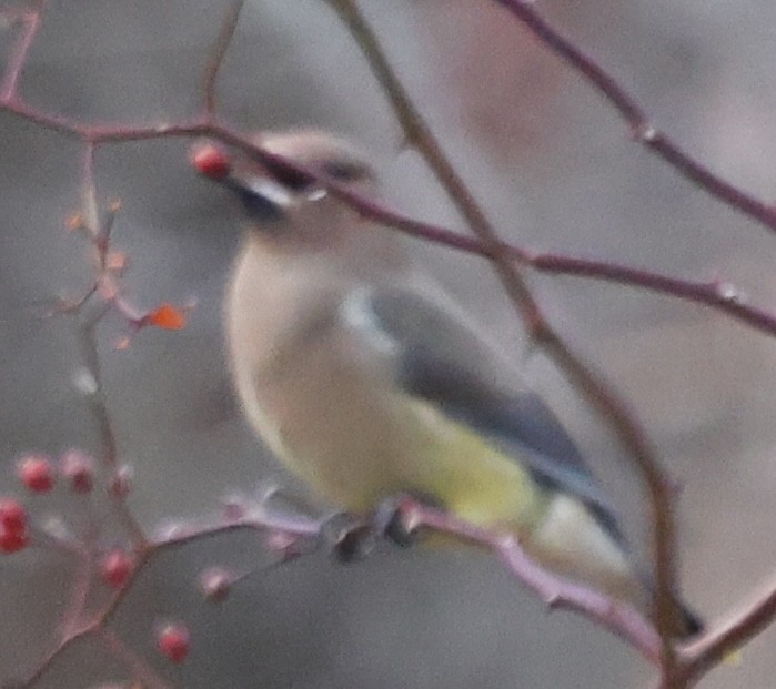 Cedar Waxwing - ML647323300