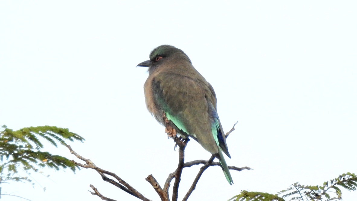 Indochinese Roller - ML647323301