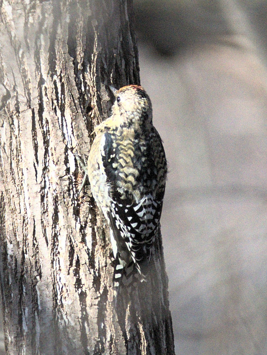 Yellow-bellied Sapsucker - ML647323302