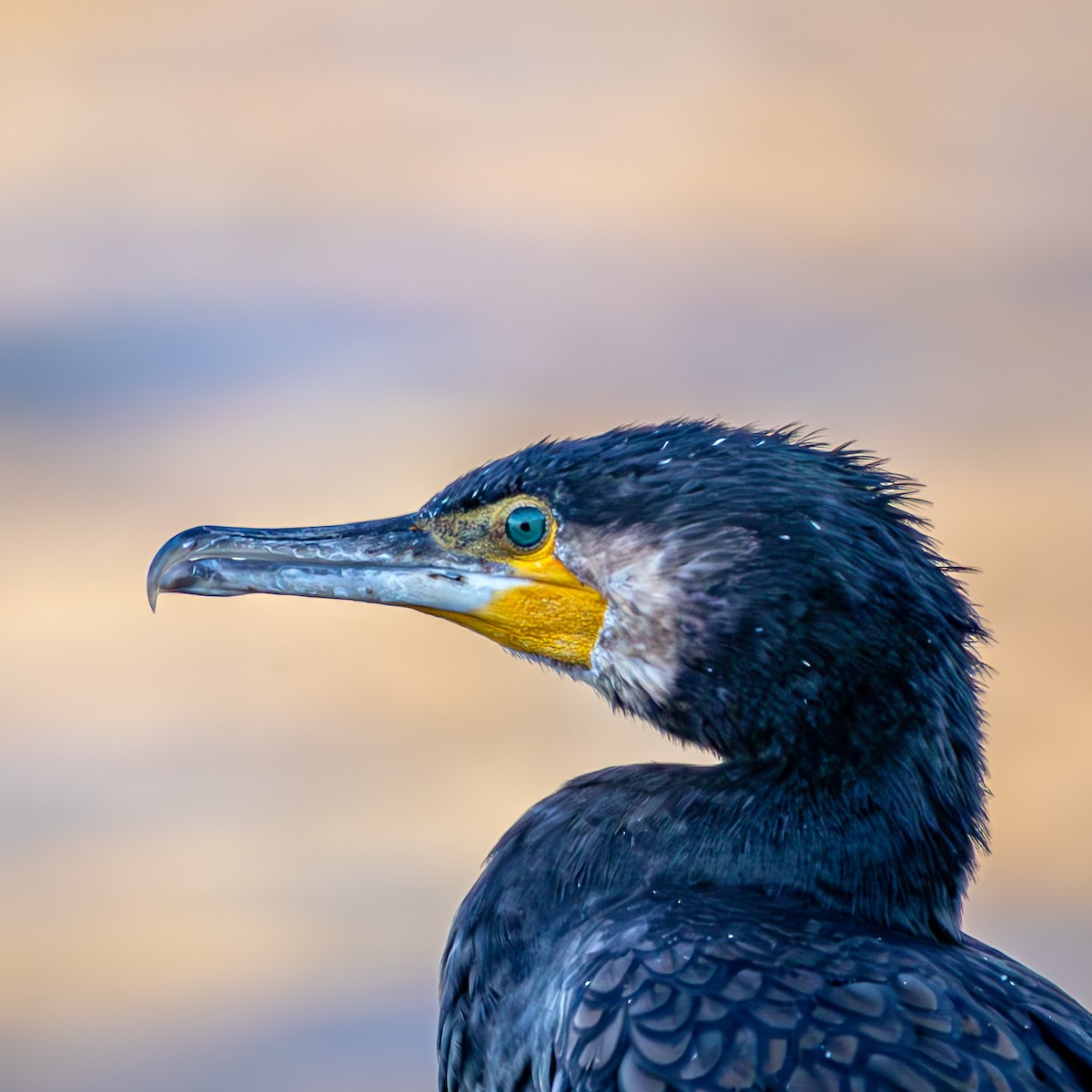 Great Cormorant - ML647323304